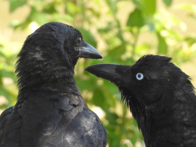 カラス撃退法  