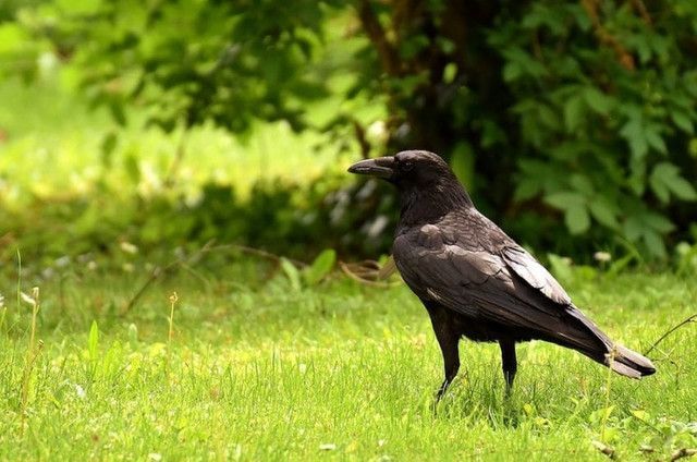 カラス撃退