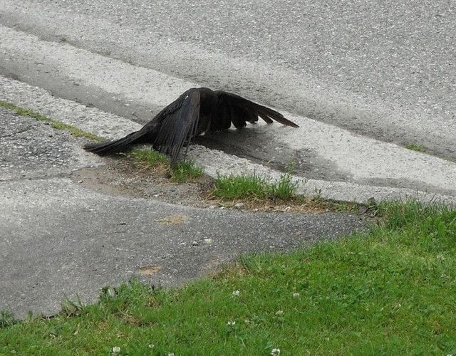 カラス撃退レーザーポインター 