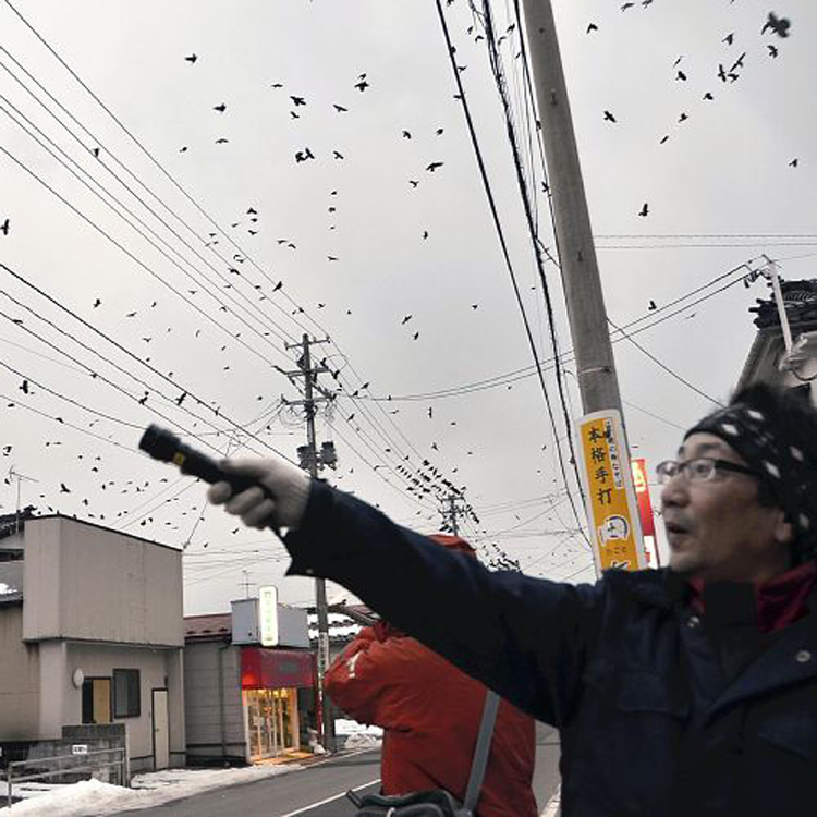 特殊照明効果 超強力レーザーポインターカラス退治 長距離